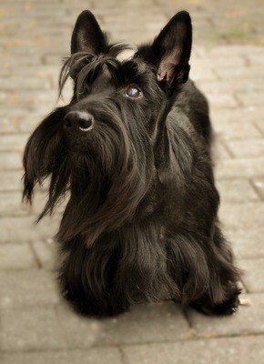 Scottish Terrier Rasseporträt (PDF)