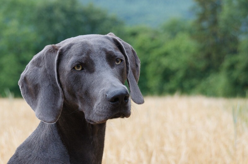 Weimaraner Rasseporträt (PDF)