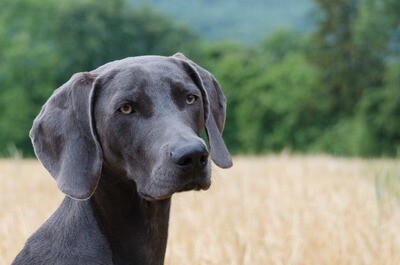 Weimaraner Rasseporträt (PDF)