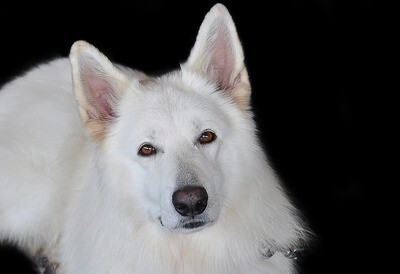 Weißer Schäferhund Rasseporträt (PDF)