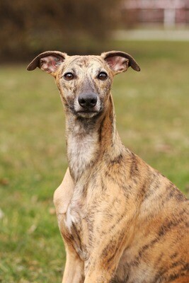 Whippet Rasseporträt (PDF)