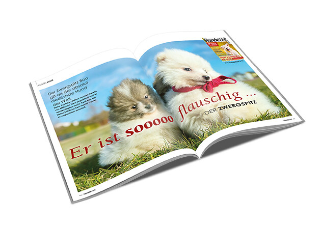 Zwergspitz Rasseporträt (PDF)
