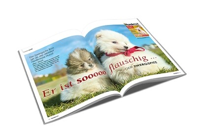 Zwergspitz Rasseporträt (PDF)