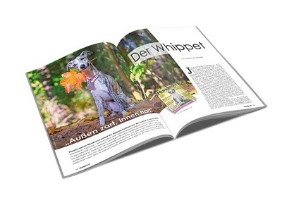 Whippet Rasseporträt (PDF)