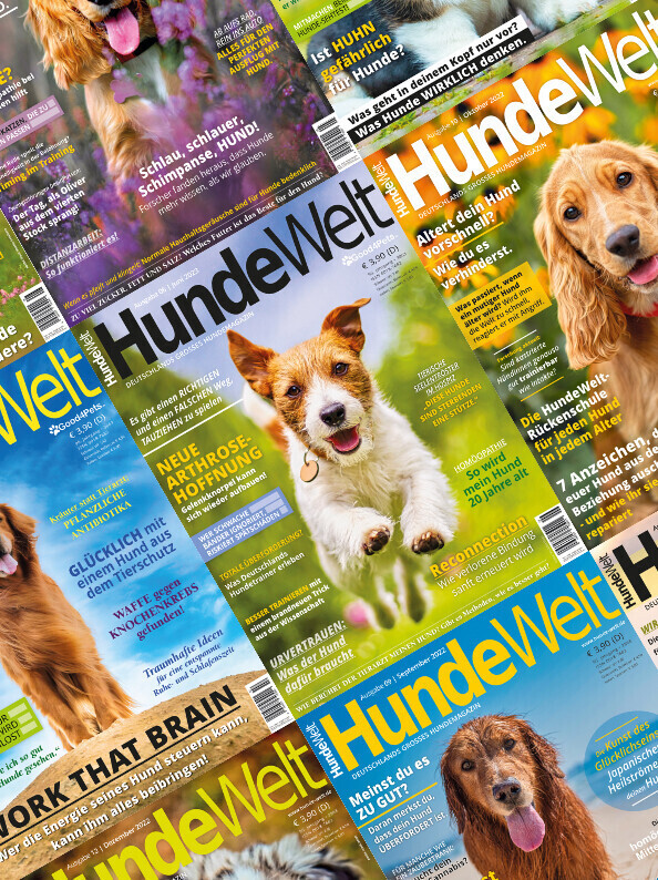 HundeWelt 1-Jahres-Abonnement (12 Ausgaben)