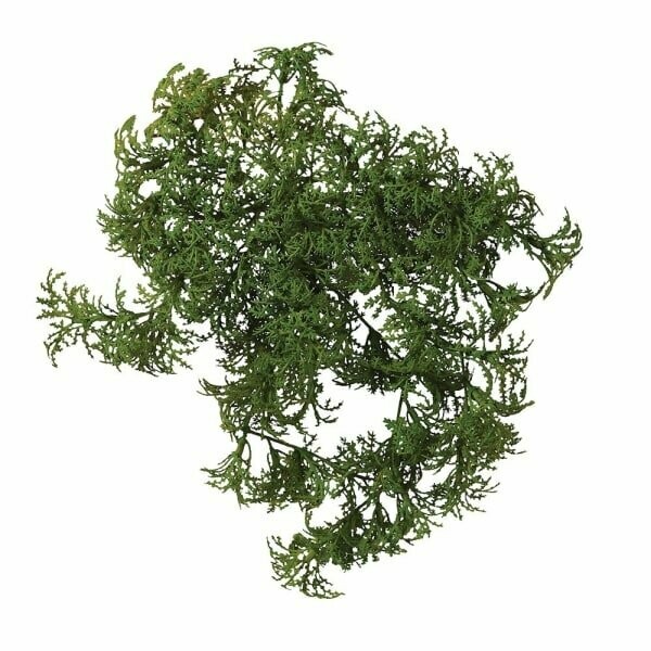 Tropical Moss