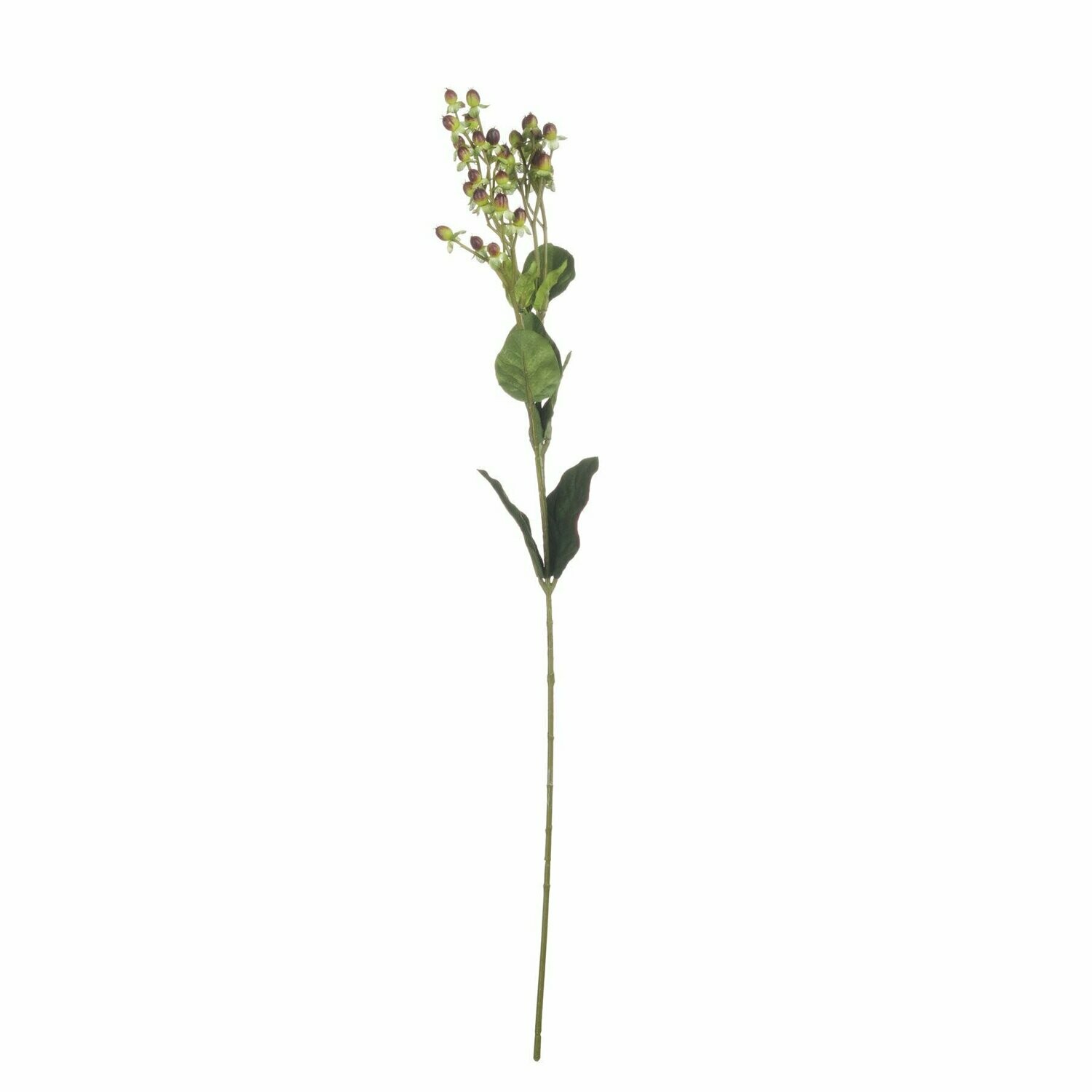 Hypericum Berry Spray