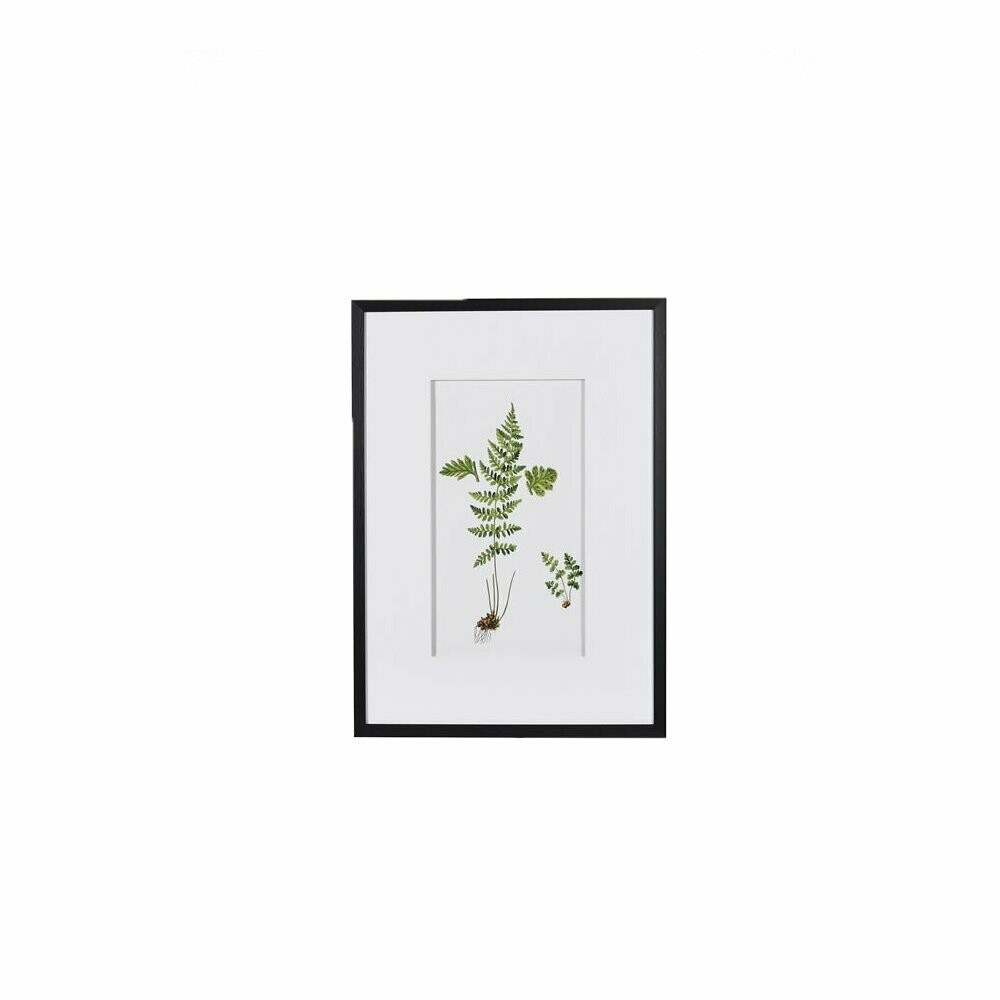 Fern Picture (individually priced)