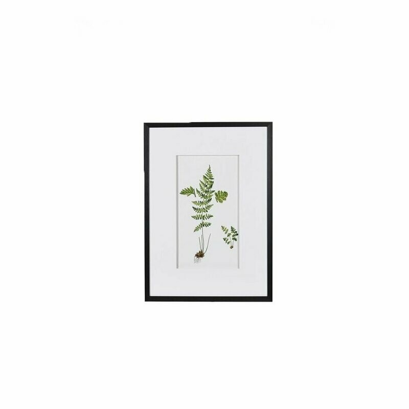 Fern Picture (individually priced)
