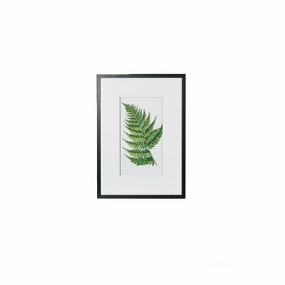 Fern Picture (individually priced)