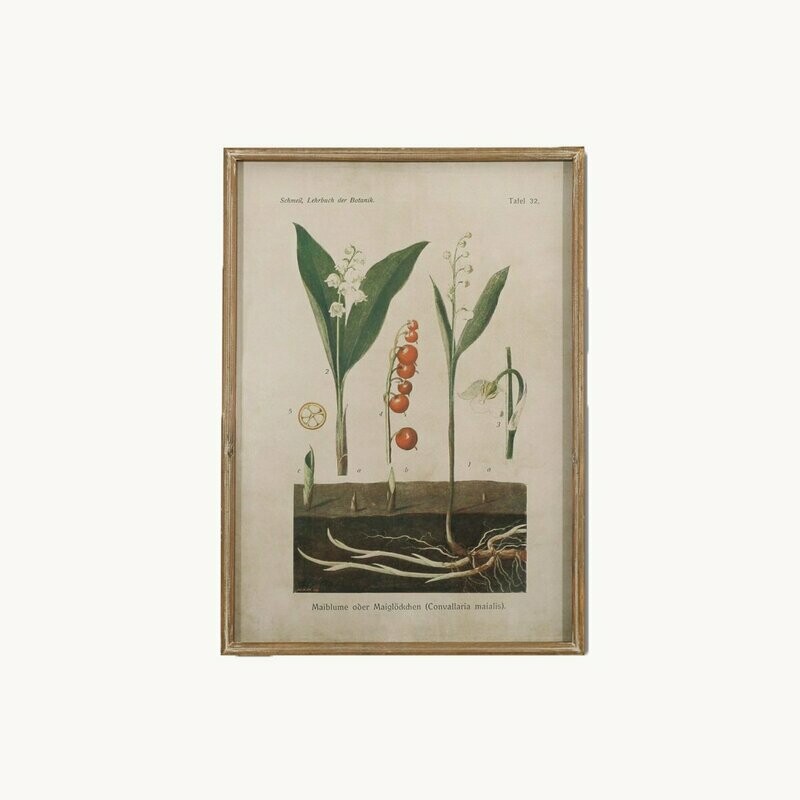 Lily of the Valley Picture