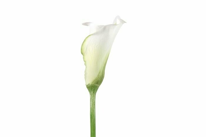 Calla Lily