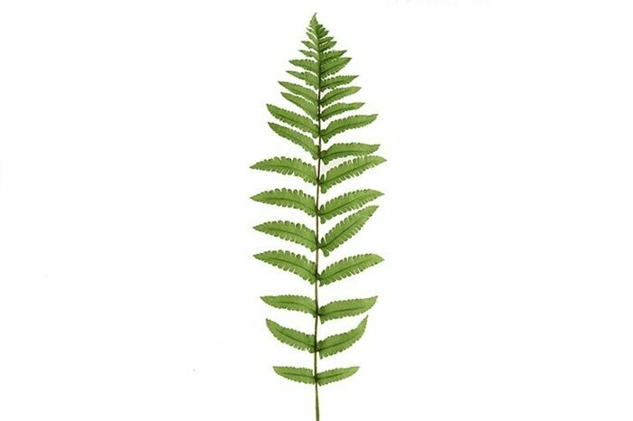 Fern