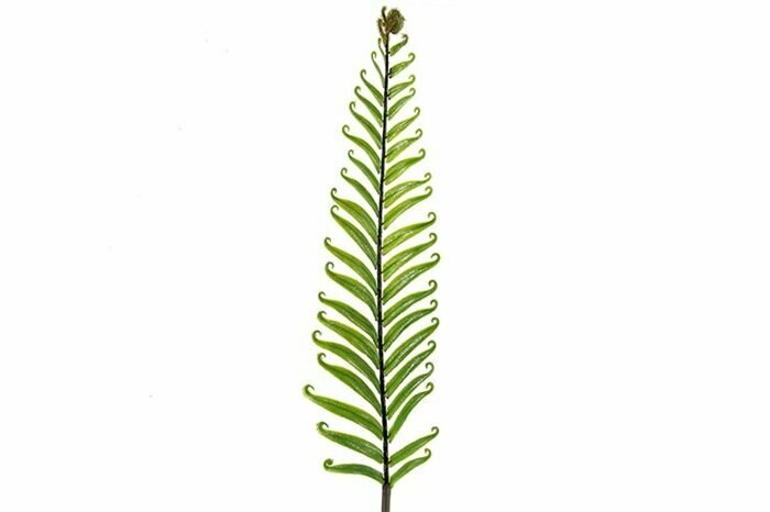 Fern Leaf