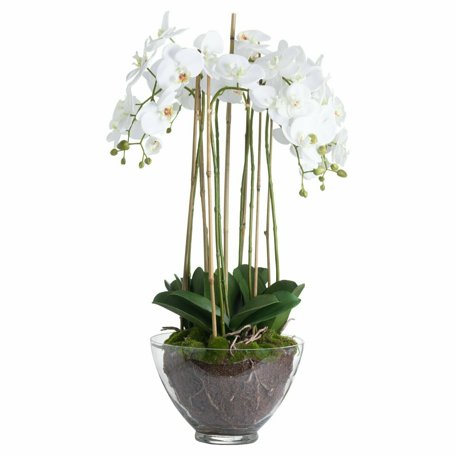 Orchid in Glass Bowl (large)