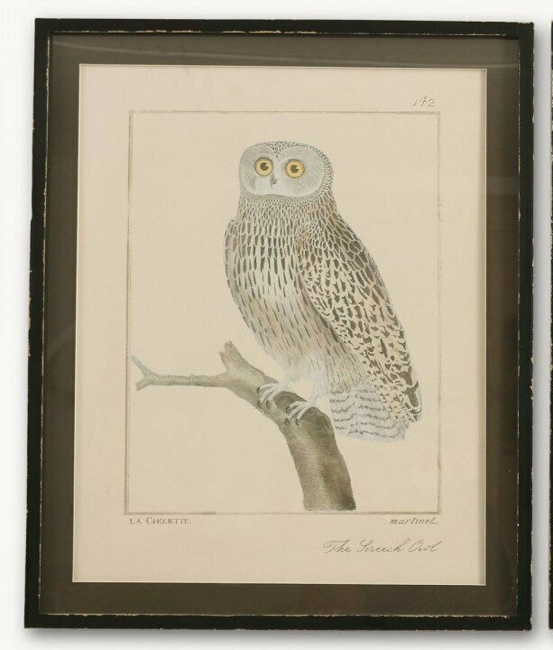 Owl Print