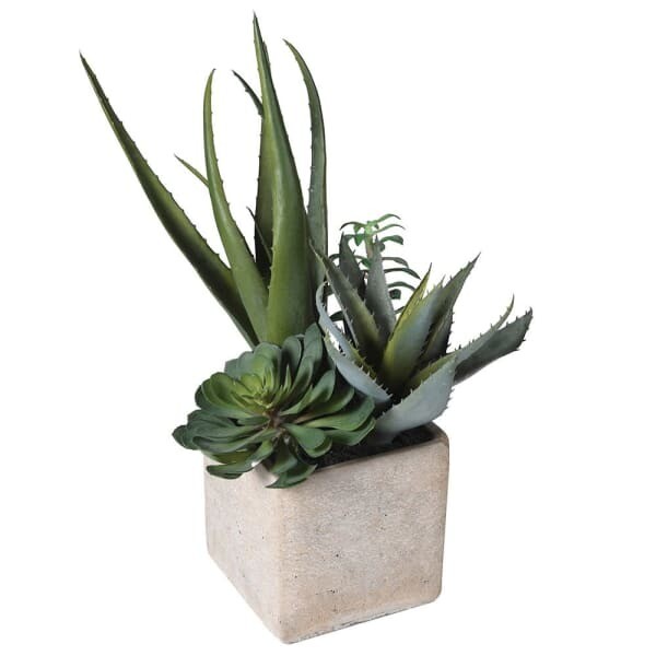 Assorted Cactus in Pot