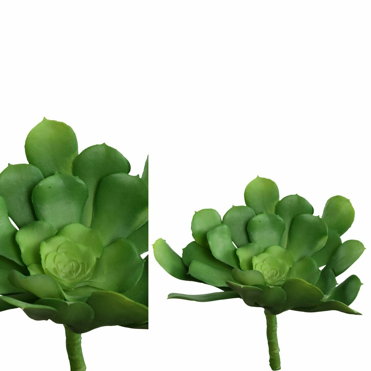 Aeonium Pick Succulent