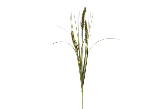 Alopecurus