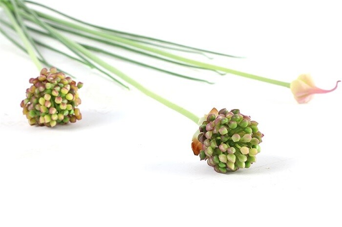 Allium Cepa