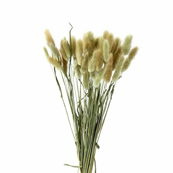 Bunch of Lagurus (Hare's Tail Grass)