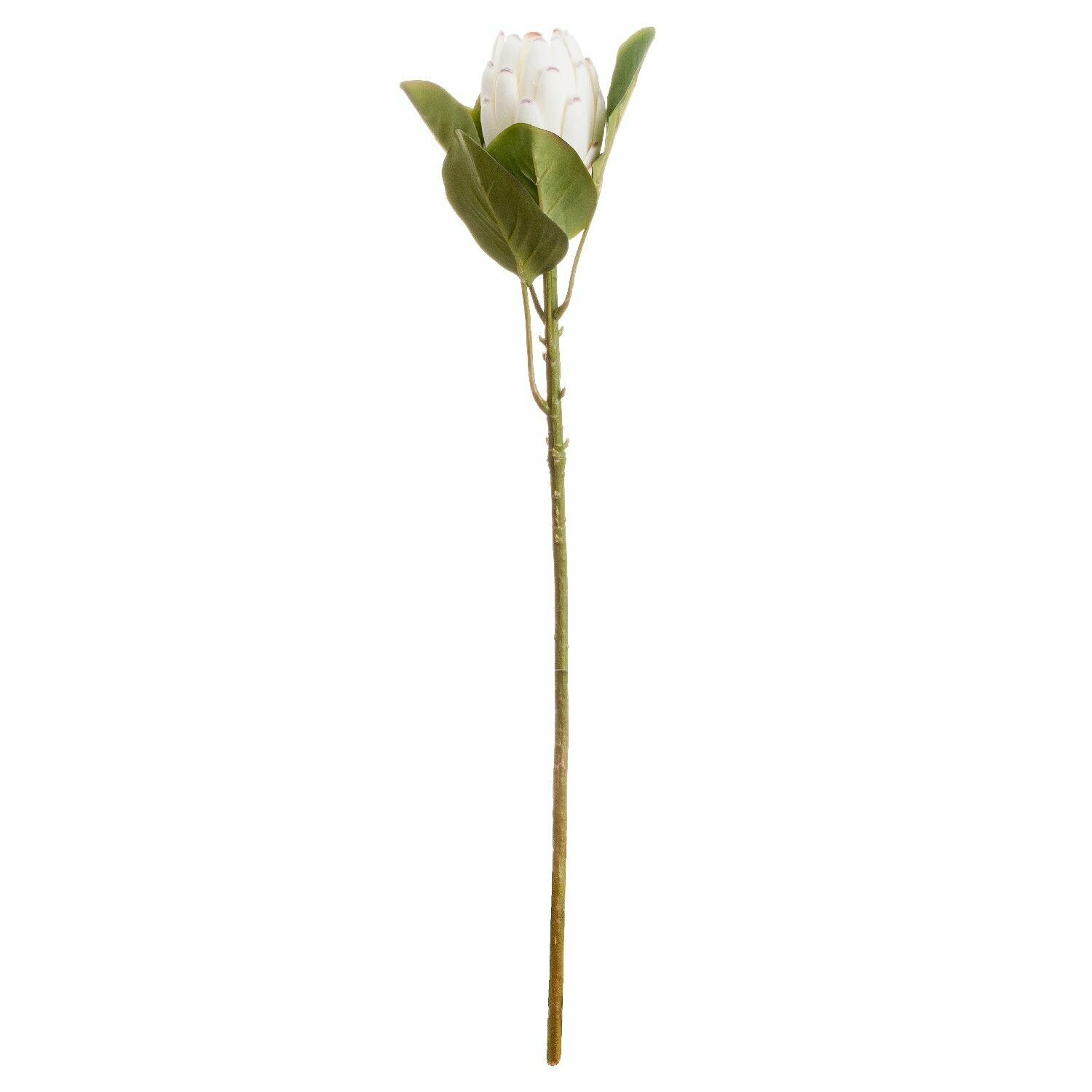 Closed  Protea