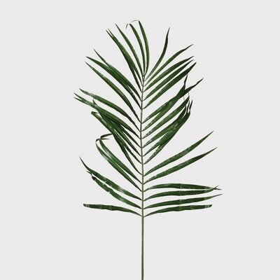 Palm Leaf