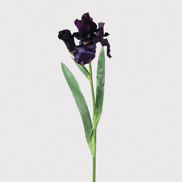 Iris Stems - Set of 5