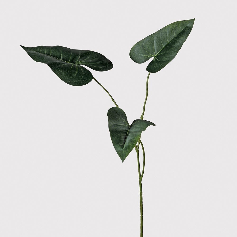 Philodendron Spray