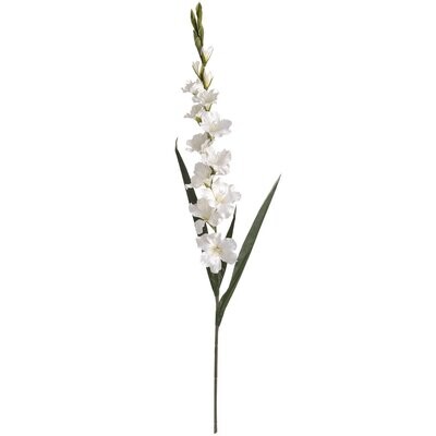 White Gladioli