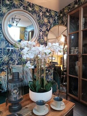Orchids
