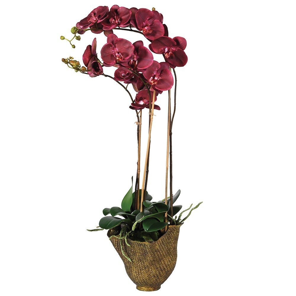 Damson Orchid Phalaenopsis Small Plants in Gold Decorative Pot