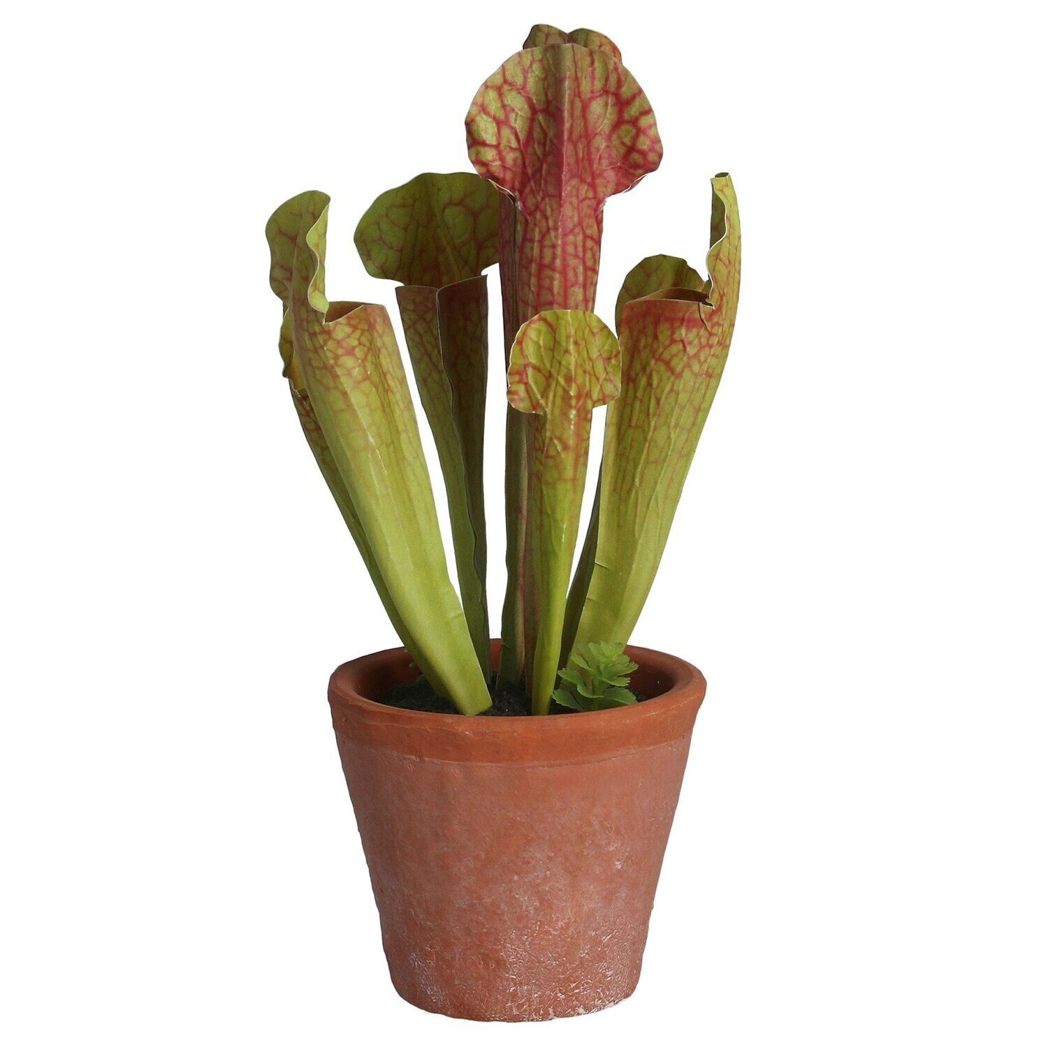 Green Faux Sarracenia