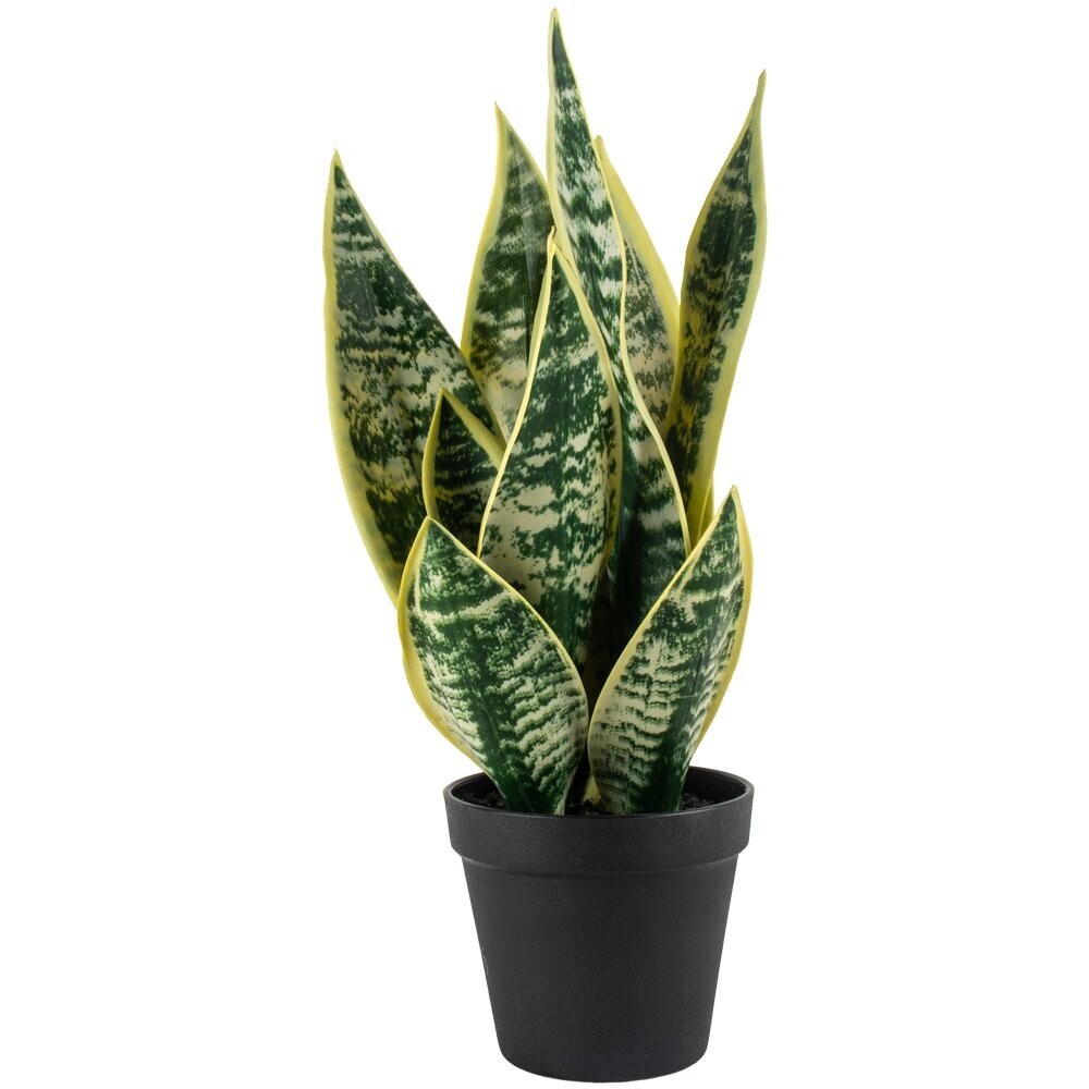 Snake Plant in Pot