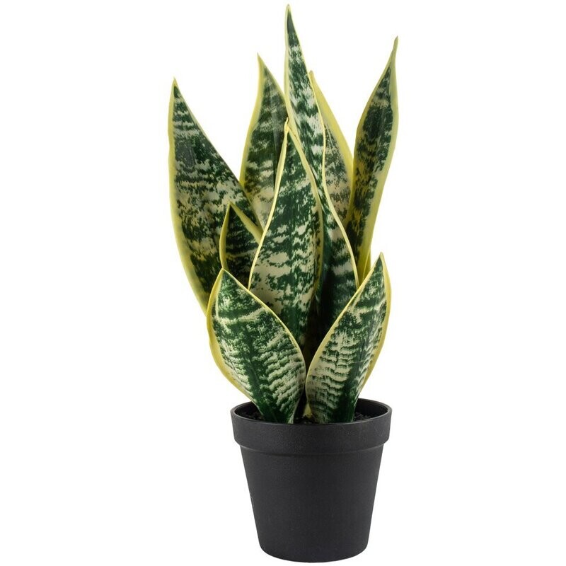Snake Plant in Pot