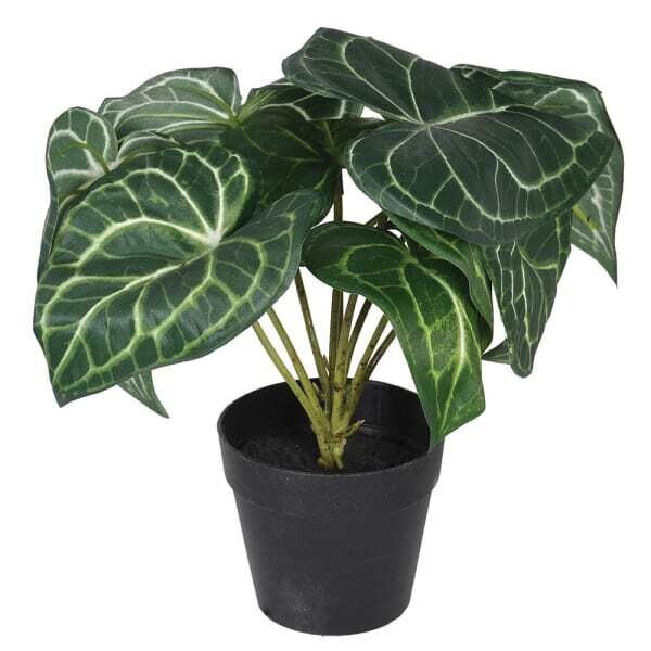 Syngonium Plant in Black Pot