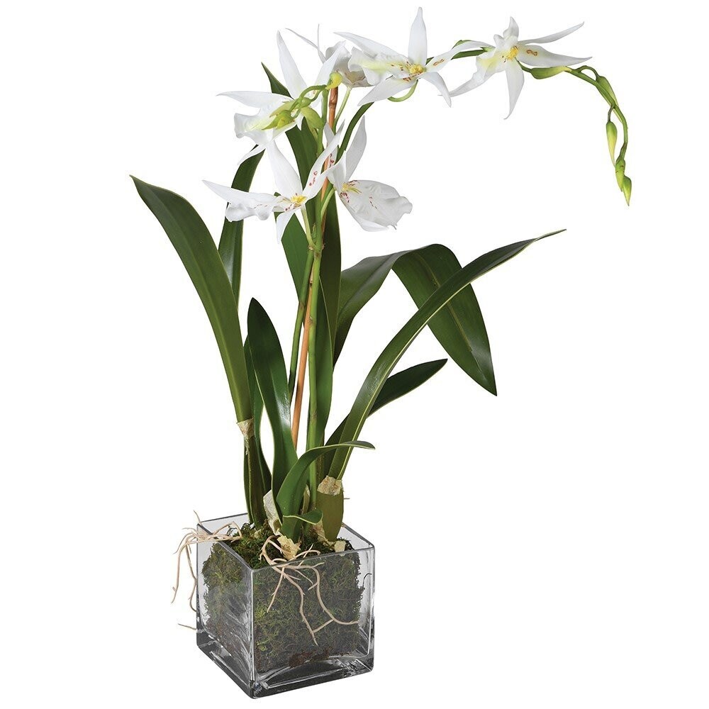 Spider Orchid with Moss in Glass Pot