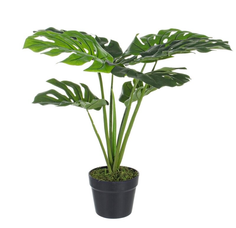 Philodendron Plant (medium)