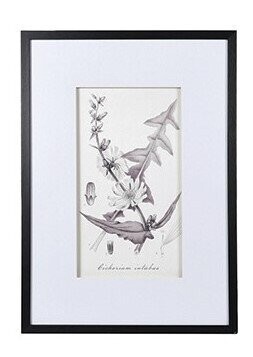 Monochrome Botanical Picture