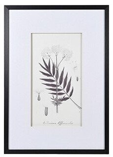 Monochrome Botanical Picture