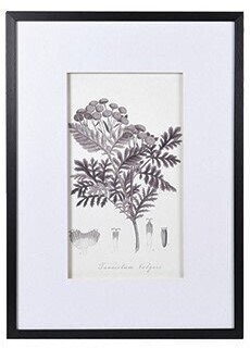 Monochrome Botanical Picture