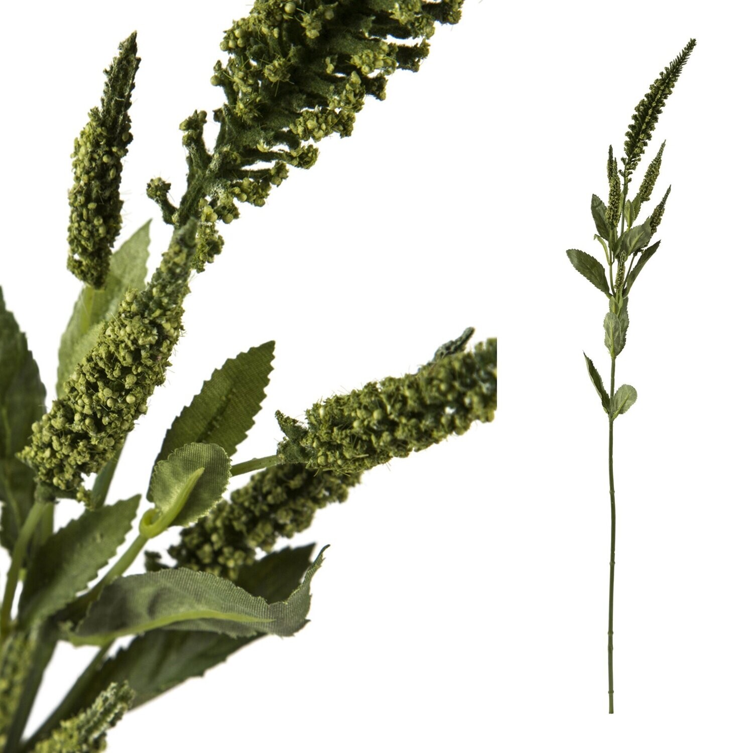 Veronica Stem