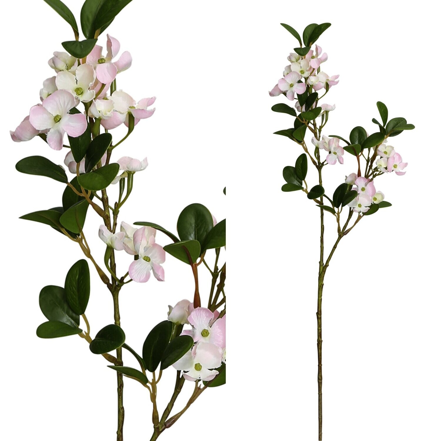 Hydrangea Stem