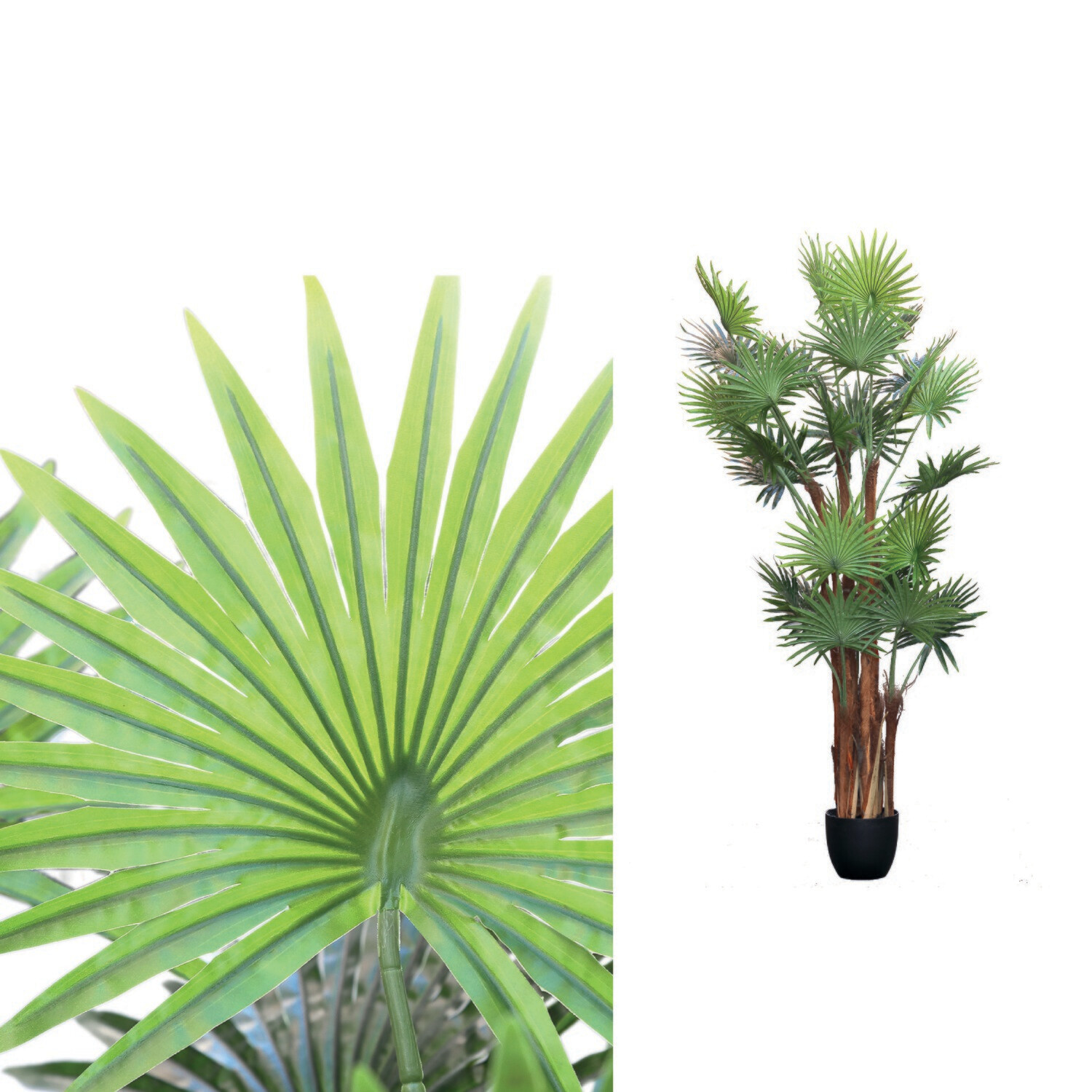 Chinese Palm (extra large)