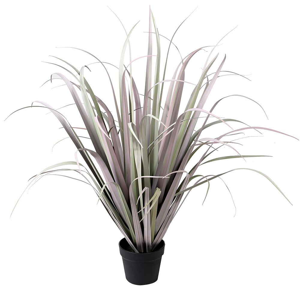 Grey Lilac Onion Grass in Black Pot