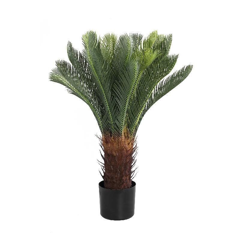 Cycas Revoluta Plant