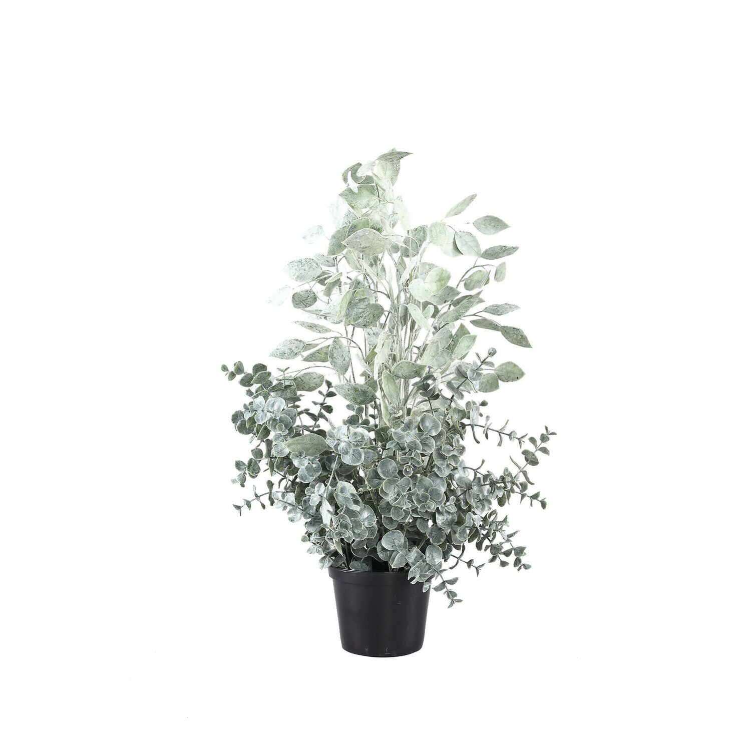 Silver Eucalyptus Plant