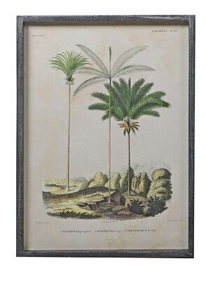 Framed Palm Tree Picture