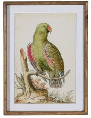Parrot Picture