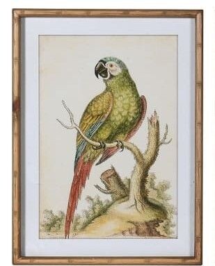 Parrot Picture